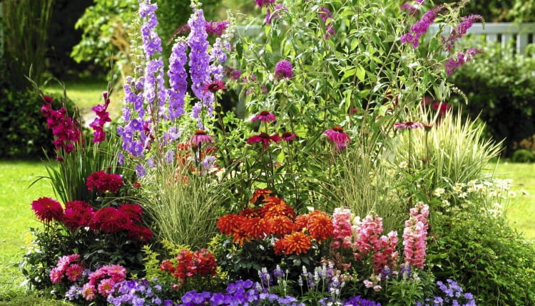 Buddleja ( Sommerflieder ), Delphinium ( Rittersporn ), Dahlia ( Dahlien ), Antirrhinum ( L^wenm ulchen ), Campanula ( Glockenblumen ), Gladiolus ( Gladiolen ), Echinacea purpurea ( Roter Sonnenhut ), Salvia farinacea ( Mehlsalbei ), Leucanthemum ( Margeriten ), Gr ser SLOWA KLUCZOWE: GAP Terrassenbeet Beet draussen Garten Sommer pink lila rot orange Farbe Duft Hochsommer 000 quer Margeriten Inselbeete