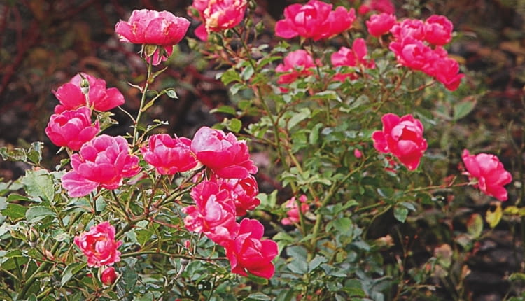 'Angela' - wys. 1,5 m, śr. kwiatów 3 cm. W listopadzie różyczek jest mniej, ale krzewy nadal wyglądają imponująco.