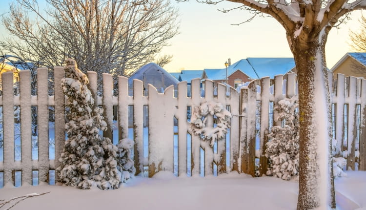 Zimowe zagrożenia dla roślin w ogrodzie