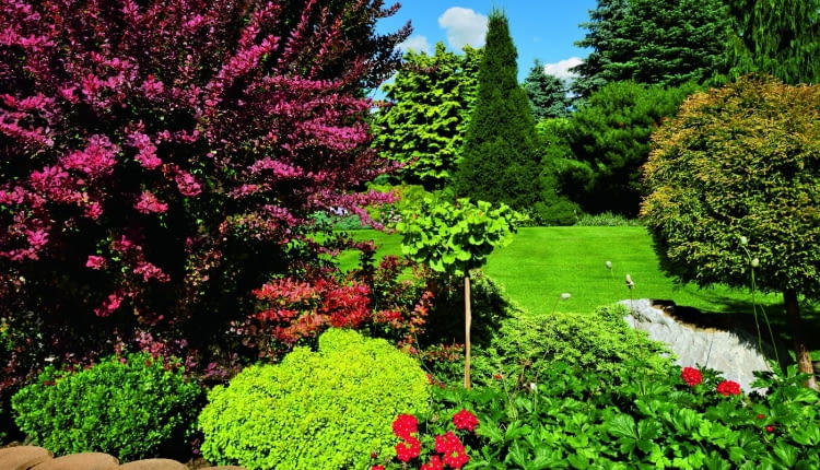 Gości wita galeria imponujących okazów drzew i krzewów wyeksponowanych wokół rozległego trawnika.