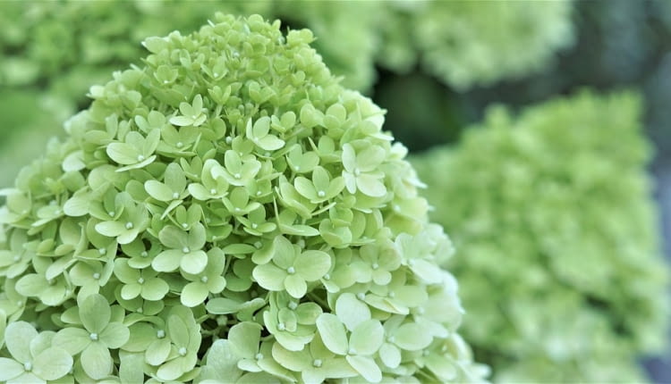 Hortensja bukietowa Limelight