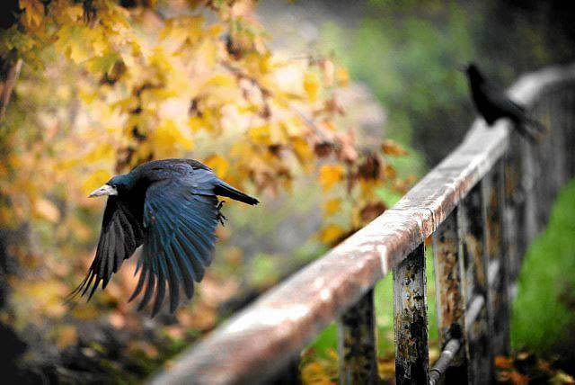 31.10.2009 WROCLAW , GAWRONY . FOT. MACIEJ SWIERCZYNSKI / AGENCJA GAZETA SLOWA KLUCZOWE: JESIEN MIASTO ZWIERZETA ORNITOLOGIA PTAKI PTAK GAWRONY GAWRON
