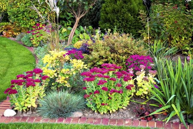 Na rabacie widać już oznaki jesieni, a rozchodnik okazały wciąż kwitnie. Jego wzniesione łodygi dorastają do 60 cm wysokości.