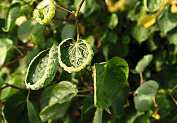 Szpeciele na lipie- zwijacz lipowy