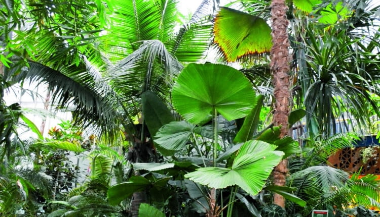 Pod koronami palm, takich jak: Pritchardia, Licuala, palma kokosowa, a także bambusów i dracen rozrosły się anturia, kalatee, stromante i inne tropikalne gatunki.