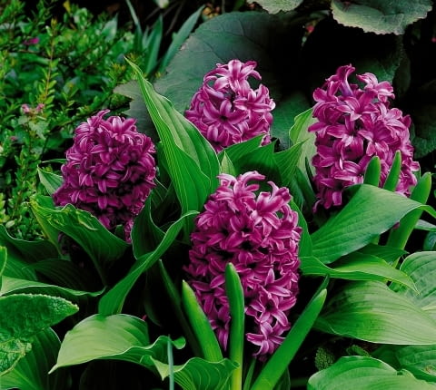 Hiacynt (Hyacinthus). Kwiaty cebulowe