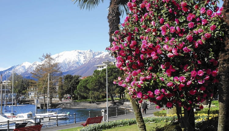 Camellias - Locarno, Switzerland SLOWA KLUCZOWE: camellias japanese Lago Maggiore camellia japan rose Locarno Switzerland garden alps shrubs small trees flowers
