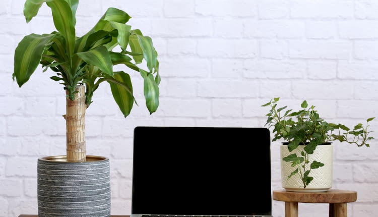 Dracena