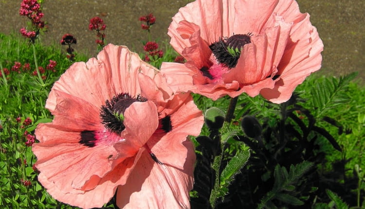 Mak wschodni (Papaver orientale)