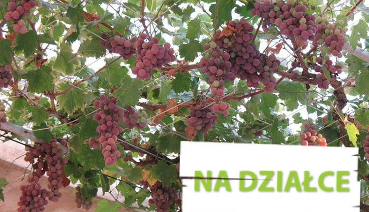 Winorośl o różowych gronach, podwieszona na siatce