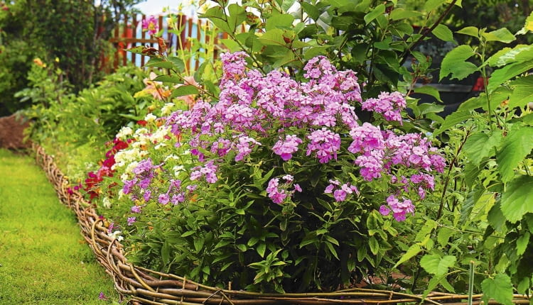 Floksy wiechowate często rozmnażają się same, rozsiewając nasiona. Siewki zakwitają po 2 latach.