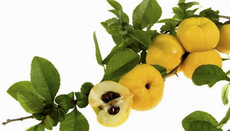 Złociste jabłuszka są twarde. Trzeba je obierać ostrym nożem