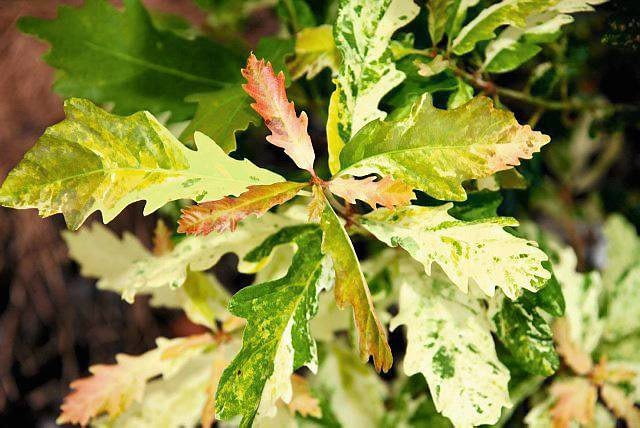Kolor liści dębu bezszypułkowego zmienia się wraz rozwojem rośliny i porami roku