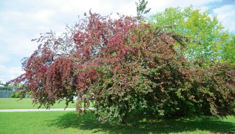 GEA6E65 Purple leaf cherry plum. Image shot 08/2014. Exact date unknown.