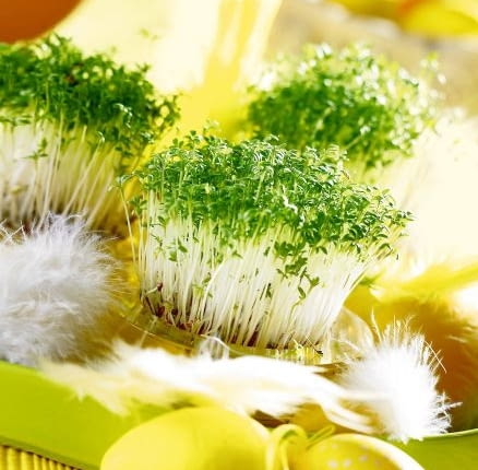 22.01.2007 WARSZAWA SESJA SWIETA WIELKANOC NA ZDJECIU RZEZUCHA , OWIES STYLIZACJA JOANNA PLACHECKA DLA CZASOPISMA PORADDNIK DOMOWYY FOT. ARKADIUSZ SCICHOCKI / AGENCJA GAZETA PUBLIKACJA PORADNIK DOMOWY NR 4 (200) - 4 2007