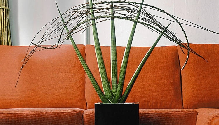 ONE TIME USE ONLY DO JEDNOKROTNEJ PUBLIKACJI WNETRZA ROSLINY DONICZKOWE SANSEWIERIA DEKORACJE FOT. FLORA DANIA PUBLIKACJA KWIETNIK NR 7 (139) - 7.2006 SLOWA KLUCZOWE: ROSLINY WNETRZA