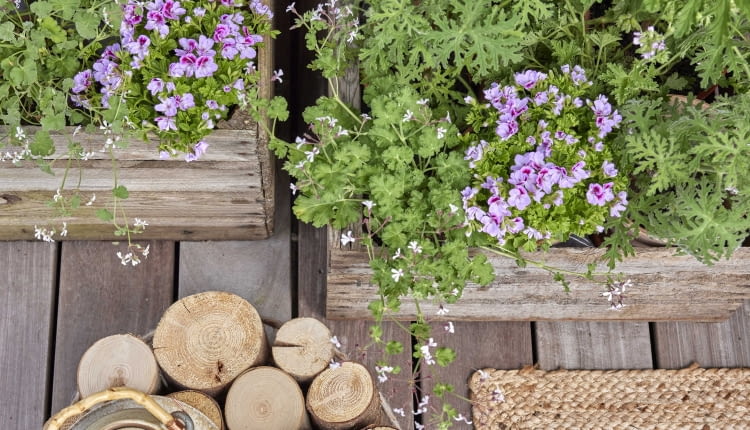 Nowoczesne nasadzenia w drewnianych pojemnikach