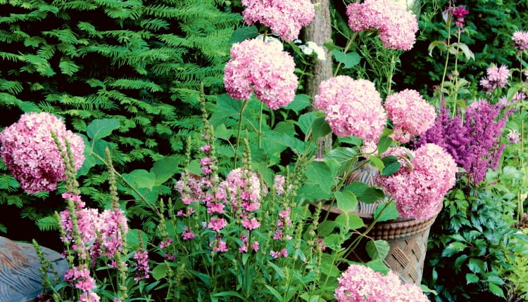 Różowoliliowe chmurki nad rabatą wznosi moja ulubiona hortensja drzewiasta (Hydrangea arborescens). Ostatnio szczególnie przypadła mi do gustu jej odmiana 'Invincibelle' (znana też jako różowa 'Annabelle'). Jest prawie metrowa. Do towarzystwa posadziłam jej krwawnice, pysznogłówki i tawułki w różnych odcieniach różu i fioletu. To zestawienie wygląda wprost zjawiskowo.