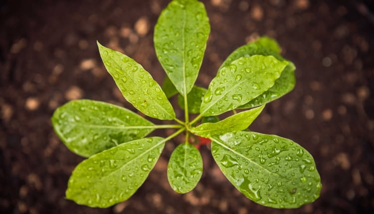 Przeciętne drzewo liściaste wiąże około 12,5 kg CO2 rocznie