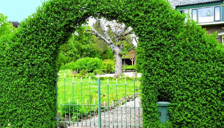 FORMOWANIE STRZYZENIE CIECIE ZYWOPLOT FURTKA OGRODZENIE BRAMKAFOT. JERZY ROMANOWSKIPUBLIKACJA OGRODY NUMER SPECJALNY 2/2006 - OGROD MARZEN - 6.2006PUBLIKACJA OGRODY NUMER SPECJALNY 1/2010 - MODNY OGROD - 5 2010PUBLIKACJA LADNY DOM NR 10 (180) - 10 2013