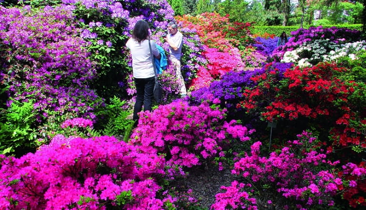 Kolekcja azalii i różaneczników rozkwita w połowie maja. Na pierwszym planie drobne azalie japońskie.