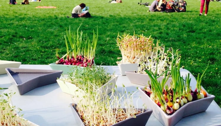 wzory w ogrodzie, wzory, polski design, polskie projekty, dobry design