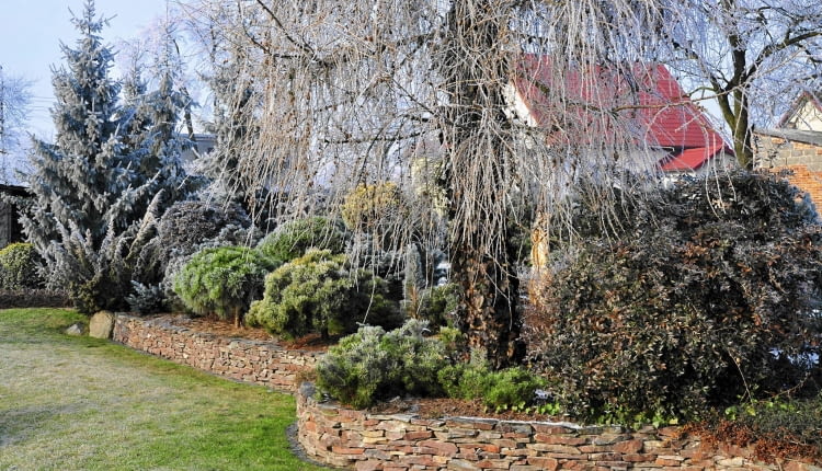 ZIMOZIELONA RABATA z kosówkami, jałowcami i berberysem wspaniale kontrastuje z delikatnymi gałązkami modrzewia.