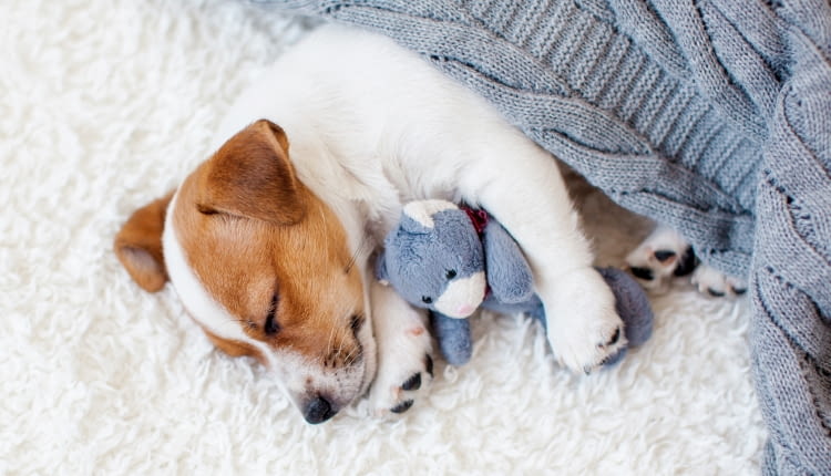 Zwierzaki w domu: gdy mieszka z nami pies