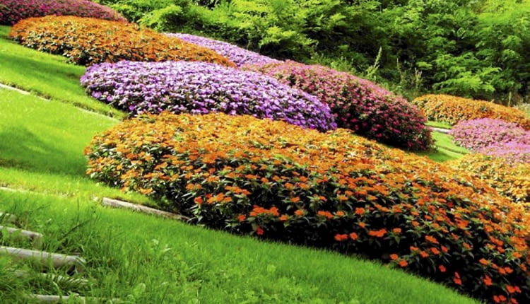 Niecierpki nadają się na kobierce kwiatowe