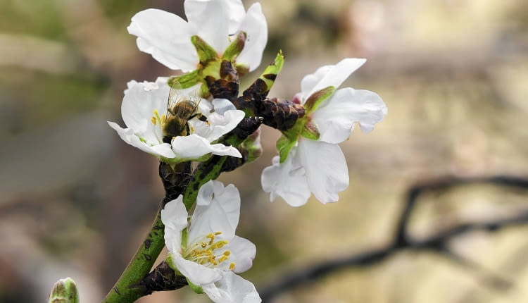 KWIATY MIGDAŁA rozwijają się wczesną wiosną, owoce dojrzewają jesienią.