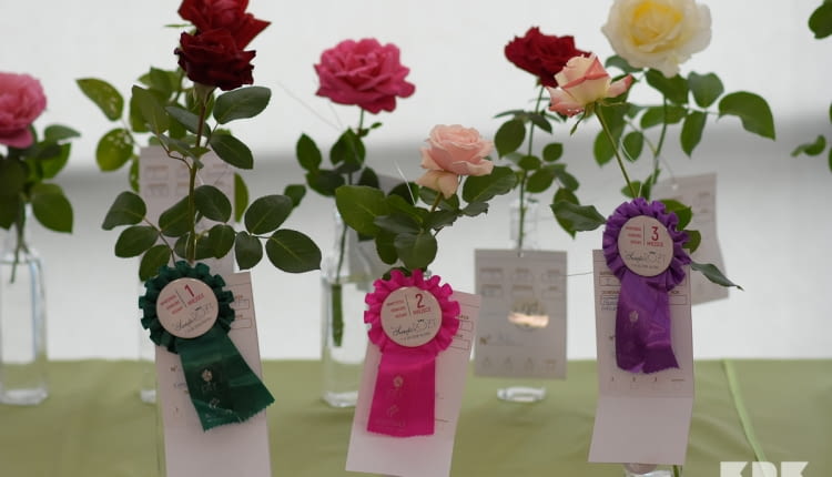 Amatorskim Konkursie Różanym o Złotą Różę