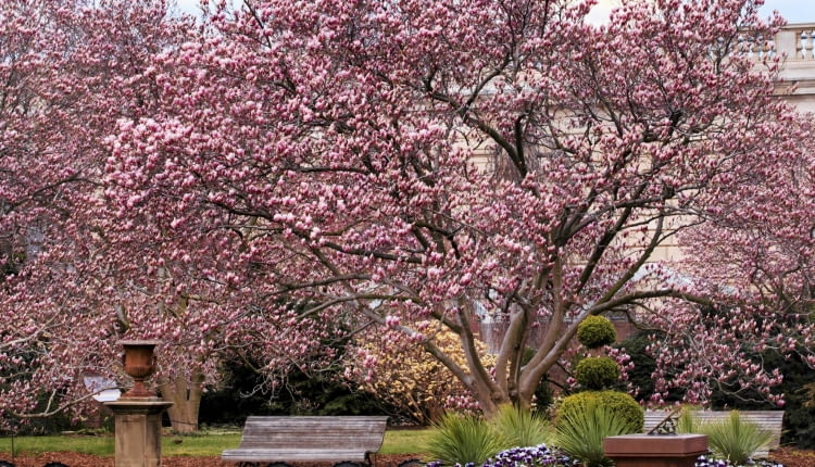magnolia, 'Rustica rubra' to silnie rosnąca odmiana magnolii Soulange'a o rozłożystej koronie.