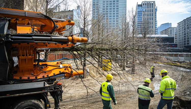 Drzewa i krzewy z placu Europejskiego trafią do warszawskich parków