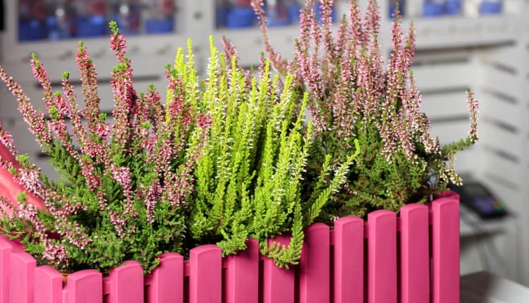 Zimowanie wrzosów w doniczce