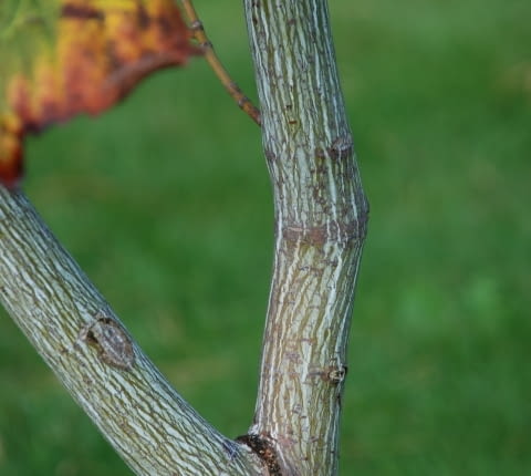 Klon pensylwański (Acer pensylvanicum)