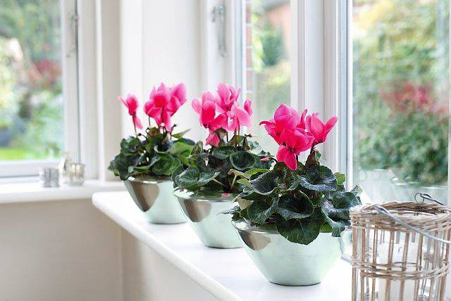 Listopad to dobry czas na zakup kwitnących roślin