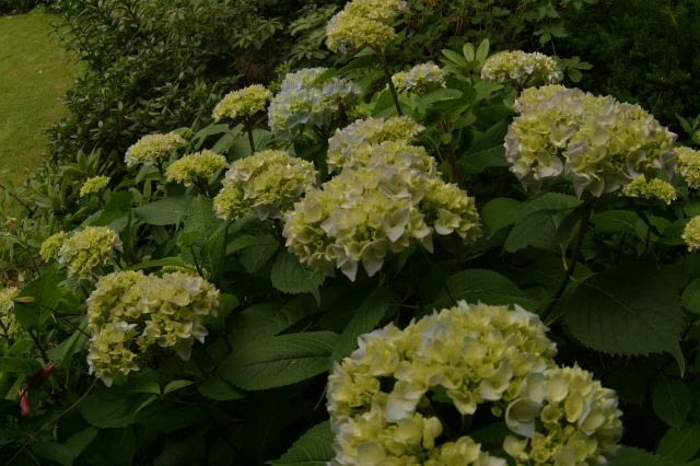 01.07.2004 WARSZAWA OGROD PRYWATNY OSIEDLE GROTY WLASCICIEL DANUTA SAWICKA SPYCHOWSKA 33 DLA PISMA OGRODY HYDRANGEA HORTENSJA FOT. PAWEL SLOMCZYNSKI / AGENCJA GAZETA