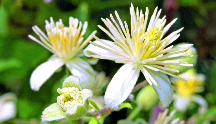 Powojnik pnący (Clematis vitalba).