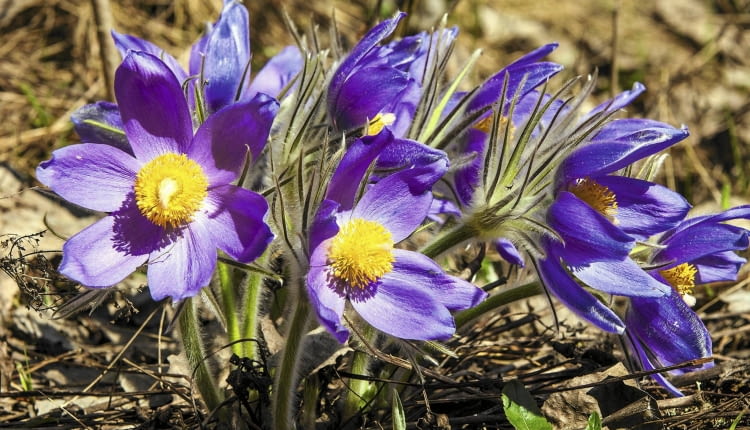 Sasanki - wszystkie gatunki występujące w Polsce objęte są ochroną prawną. Poniżej: inne nasze chronione rośliny.