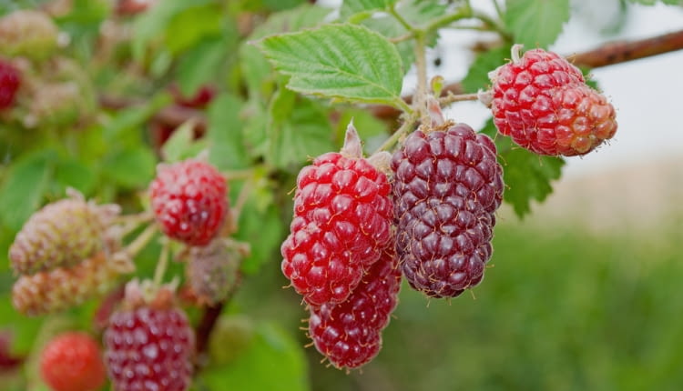 Owoce malinojeżyny Idealny owoc na wszelkie przetwory i do bezpośredniego spożycia. Plonowanie ma tak obfite, jak to u jeżyn bywa, ale łagodniejszy smak.