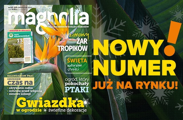 Magazyn Magnolia