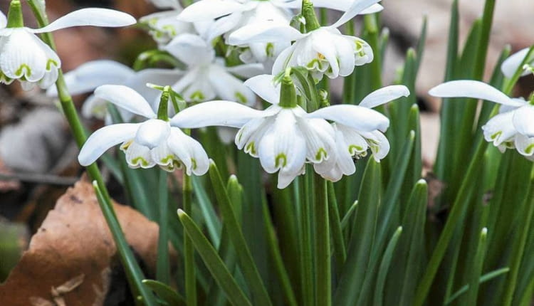 ŚNIEŻYCZKA PRZEBIŚNIEG 'FLORE PLENO'