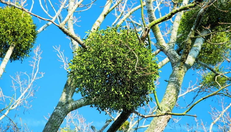 Jemiołę z własnego drzewa najlepiej wycinać z fragmentem gałęzi.