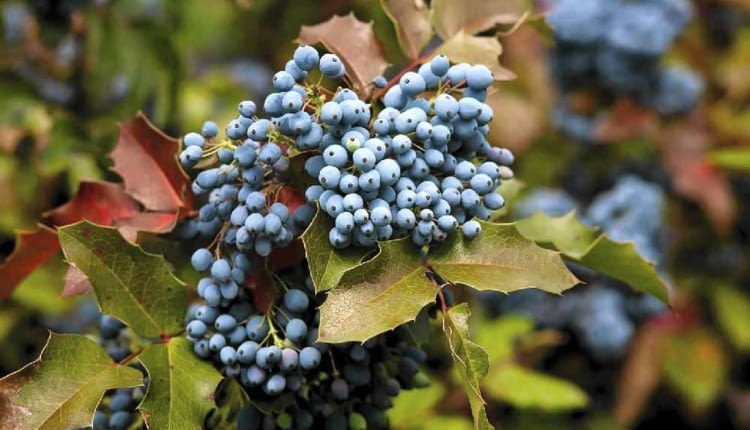 LEKKO WYDŁUŻONE OWOCE dojrzewają jesienią. Nasiona rozsiewane są przez ptaki.