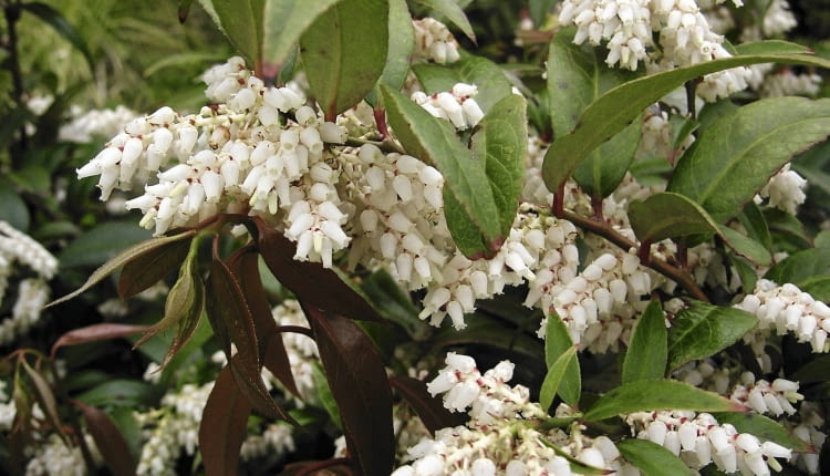 Białe kwiaty zebrane w grona pojawiają się w maju i czerwcu. Krzewy z reguły obficie kwitną. Kwiaty podobne do zwisających dzwoneczków mają długość ok. 0,5 cm i częściowo skrywają się pod liśćmi