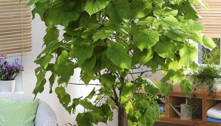 Zimmerbaum : Sparmannia africana ( Zimmerlinde ) SLOWA KLUCZOWE: ZZZ Zimmerpflanze Grünpflanze pflegeleicht Boden Zimmerbaum Südseite Ostseite Westseite Hochformat innen GAP ganzjährig Frühling Sommer Herbst Winter 000 Topf Luftbefeuchter positive Energie Zimmerbäume Solitaer