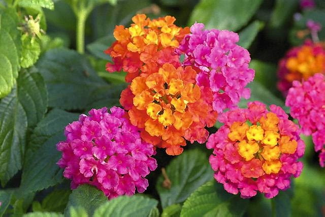 nowości kwiatowe, kwiaty na balkon, Lantana Calippo 'Tutti Frutti'