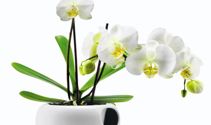 ROŚLINY DONICZKOWE. Samopodlewająca się doniczka ceramiczna do uprawy storczyków CzerwonaMaszyna.pl, 256 zł