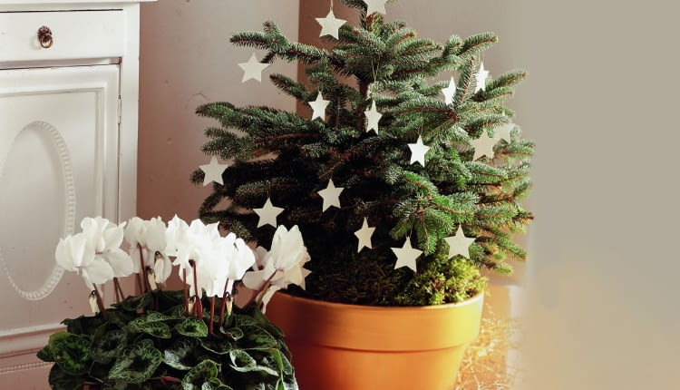 <01AR8KVB - A small christmas tree decorated with white stars