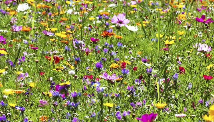 Kolorowa "makatka" z gailardii, żmijowców, maczków kalifornijskich, słoneczników, złocieni.